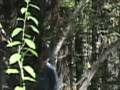 videos de Real Bigfoot sighting
