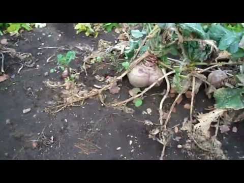 how to fertilize rutabaga