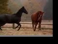 Black Beauty - Far Away