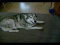 Meet Tsuki and Shay: pt. 1 - Together