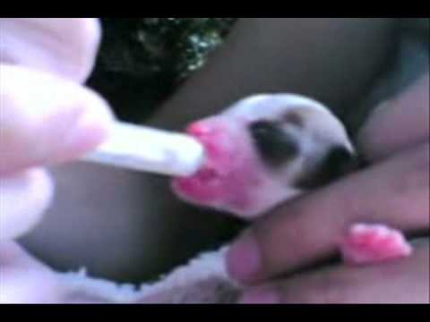 amaya for site.wmv