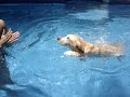Labrador Chopp nadando!