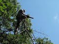 houseman-tree.html