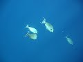 4 Bluespine unicorn fish - Red Sea 4 Bluespine unicorn fish - Red Sea