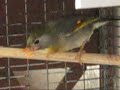 Click here to watch this video Nightingale's temper
