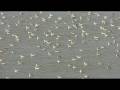 videos de 2000+ Red-necked Phalaropes, Utah 15 September 2008