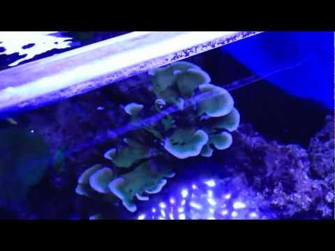 how to grow coral