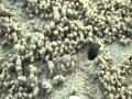 El curioso Cangrejo de arena burbuja (Video)