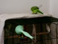 Quaker Parrot Vinny