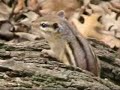 Tony the Chipmunk