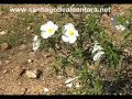 Primavera en Santiago de Alcantara (Caceres)