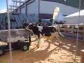 Bull Mounting On Special Seamen Collector