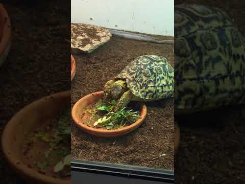 YouTube reptile video