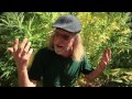 Looking at some key garden design elements like the distance between plants and watering on an incline. My new DVD will be out very soon!! Jorge Cervantes' Cannabis Expeditions: The Green Giants of California based on gardens from this video www.youtube.com ---------------------------------------------- Latest Jorge newsletter: www.jorgecervantes.tv Download The Grower's Bible now available as an eBook: amzn.to Marijuana Grow Basics eBook: amzn.to Jorge's Site: marijuanagrowing.com Facebook: www.facebook.com Twitter: twitter.com