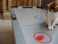 Cat Experiment #4 - Hockey Cat