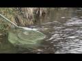 Springer salmon in Banchory, river Dee, flyfishing