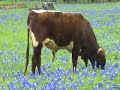 Art Across America: Bluebonnets of Texas