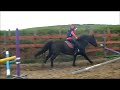Click here to watch this video Horse Jumping no reins