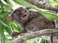 Tarsiers #2