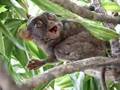 Tarsiers #2