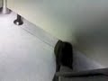 mobile vid (06262007.3gp)