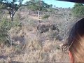 HUGE ONE TUSKED NOMADIC ELEPHANT KRUGER NATIONAL PARK SOUTH AFRICA