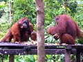 Family Orangutan Supper, Borneo/Indonesia