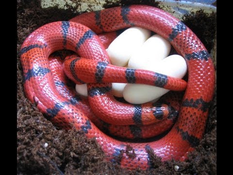 YouTube reptile video