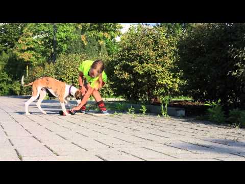 Kreatives Training mit dem Futterbeutel für Hunde Teil 2