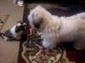 videos de Shih Tzu Ralphy