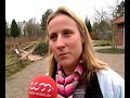 Tiger im Naturzoo / Zoo Rheine (wm.tv) Tiger im Naturzoo / Zoo Rheine (wm.tv)