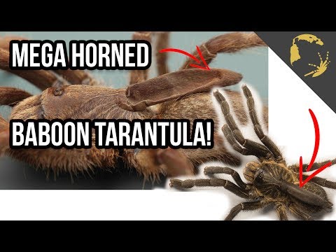 YouTube reptile video
