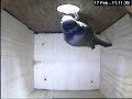 A Blue Tit Inspects the Nest Box Camera!