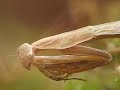 Mantis trying to eat a roach Mantis trying to eat a roach