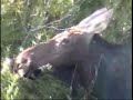 yellowstone wildlife2