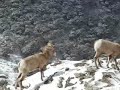 Ruby Mountain Bighorn Sheep Vol 2