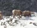 Ruby Mountain Bighorn Sheep Vol 2