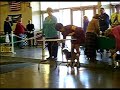 Beagles in Conformation