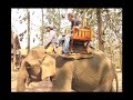 Elefanten / Elephants