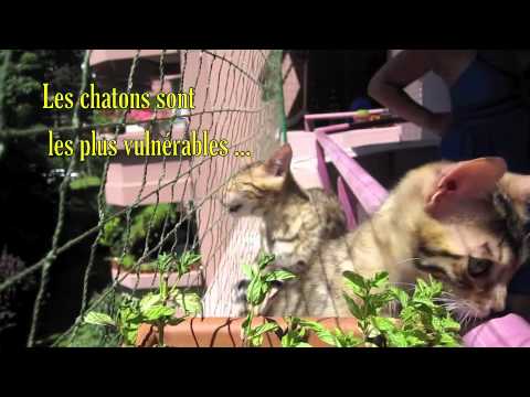 Voir la vidéo