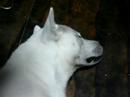 Kishu - Sleeping #1 Kishu - Sleeping #1