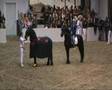 friese dekhengsten fabe en sape