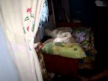 Vezi