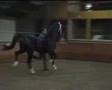 videos de tuigpaarden
