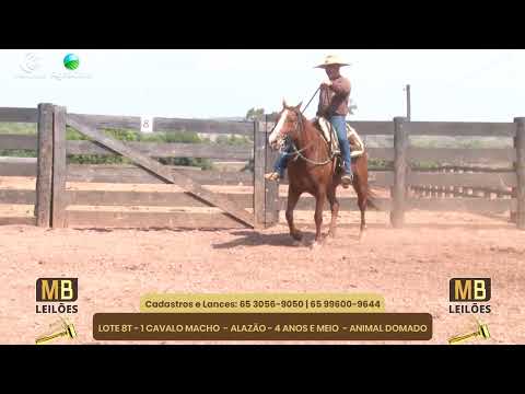 519 LEILO VIRTUAL MB LEILES