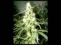 OH MARY! - Music Video: Bizarre (D12), King Gordy, Livio...