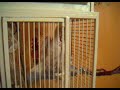 cacatoes mena�ant + Menou