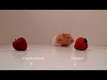 Hammy 