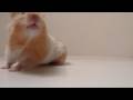 youtube :: recently featured
		YouTube 
			Hammy the Hamster Goes Organic