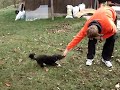 Dea i Gorki croatian dog Dea i Gorki croatian dog